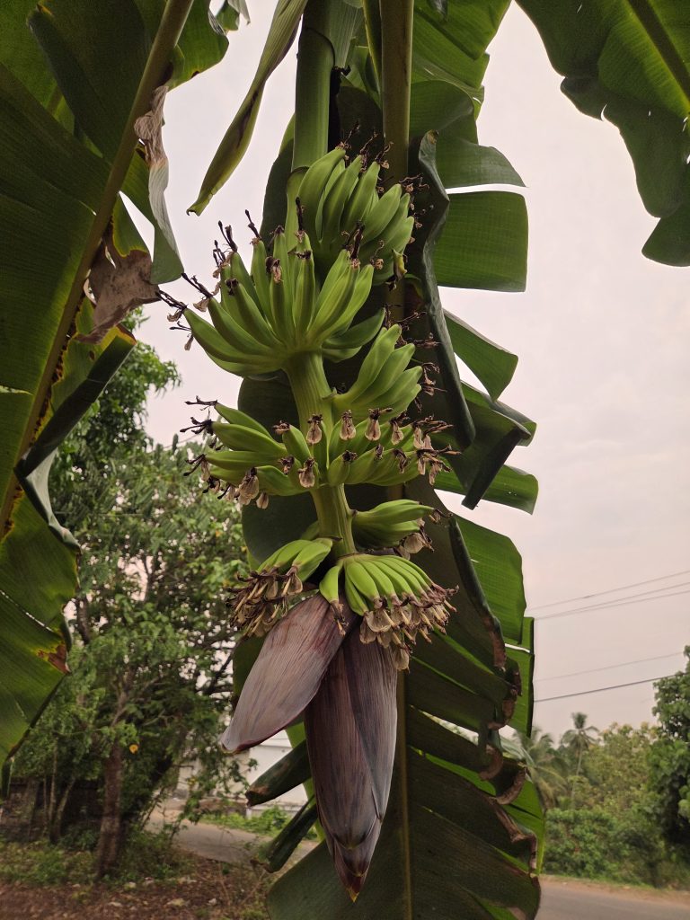 A cluster of green bananas growing on a banana tree, with large green leaves and a prominent purple flower at the end, set against a backdrop of leafy trees and a cloudy sky.