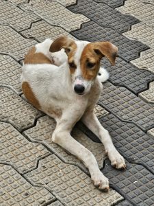 A medium-sized dog with white and brown fur is sitting on a patterned concrete surface. The dog is looking down and slightly to the right, with a relaxed posture and its tail tucked in. Captured in Kozhikode, Kerala.