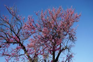 A jacaranda tree in full bloom with vibrant pink flowers against a clear blue sky.