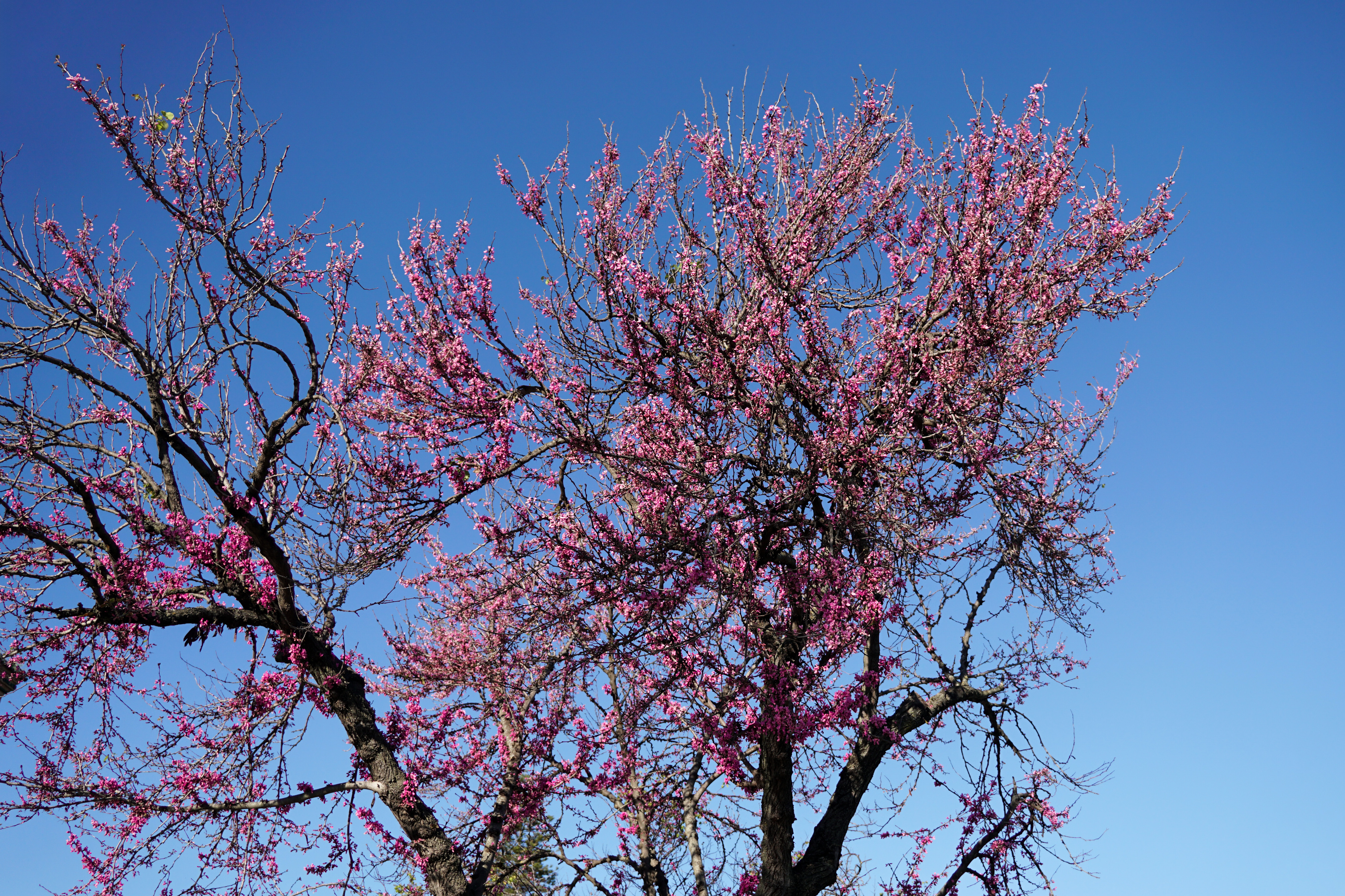 A jacaranda tree in full bloom with vibrant pink flowers against a clear blue sky.