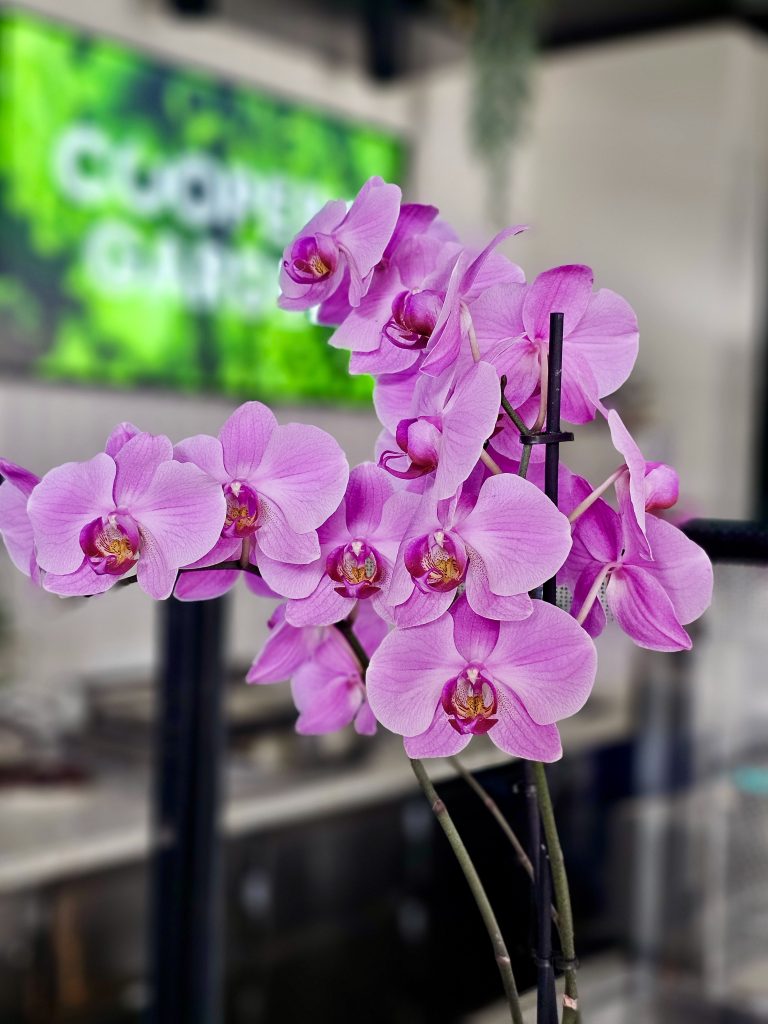 A display of delicate pink Phalaenopsis orchids, also known as moth orchids, showcasing their graceful blooms.