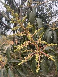 A close-up of a flowering branch with small yellowish-green buds and long, narrow dark green leaves. The background shows more foliage and branches.