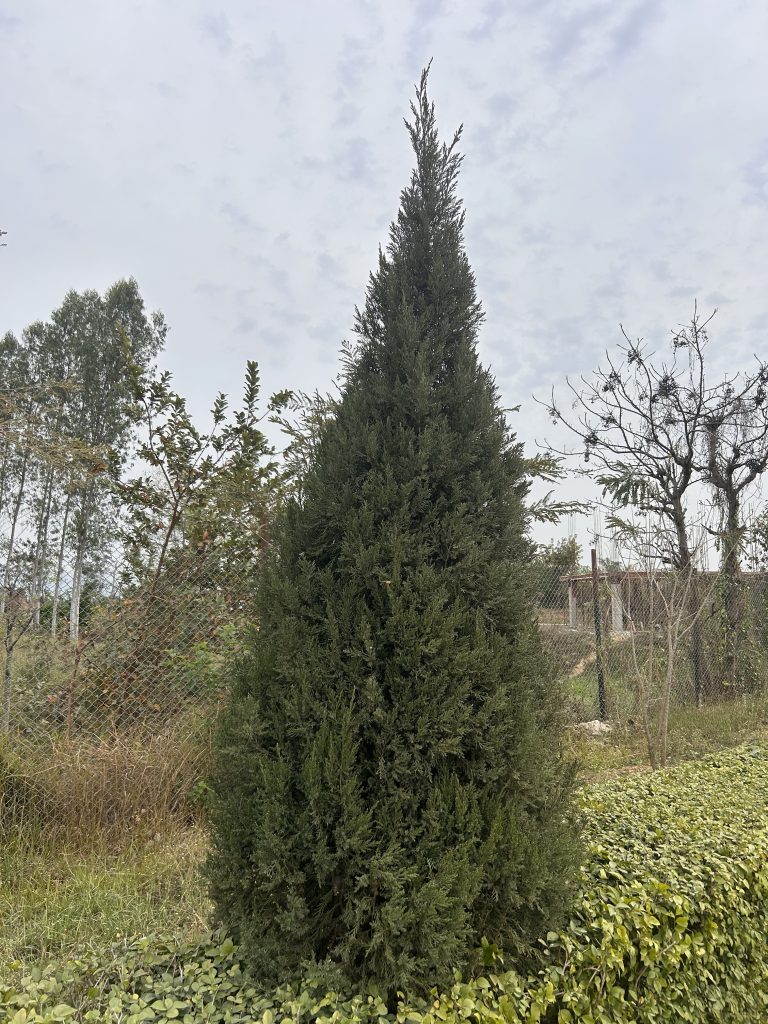 A tall, dense evergreen tree stands prominently in a garden setting, surrounded by other trees and a wire fence. The sky above is overcast with light clouds.