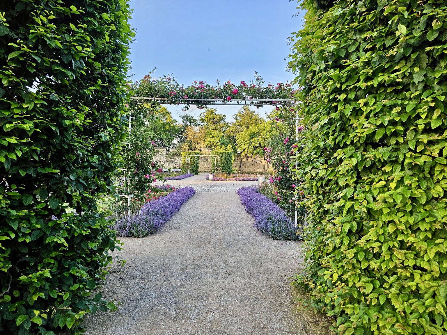 A pathway through a garden, framed by tall green hedges on either side. The edges of the path are rows of purple flowers, and an archway covered in pink roses spans the path further ahead.
