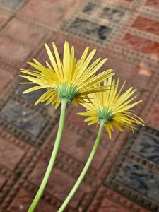 Close-up of yellow daisies from the back side showcasing their vibrant petals. 
