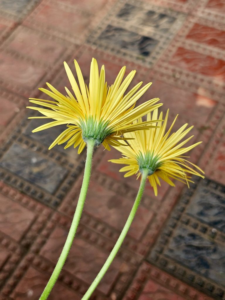 Close-up of yellow daisies from the back side showcasing their vibrant petals.