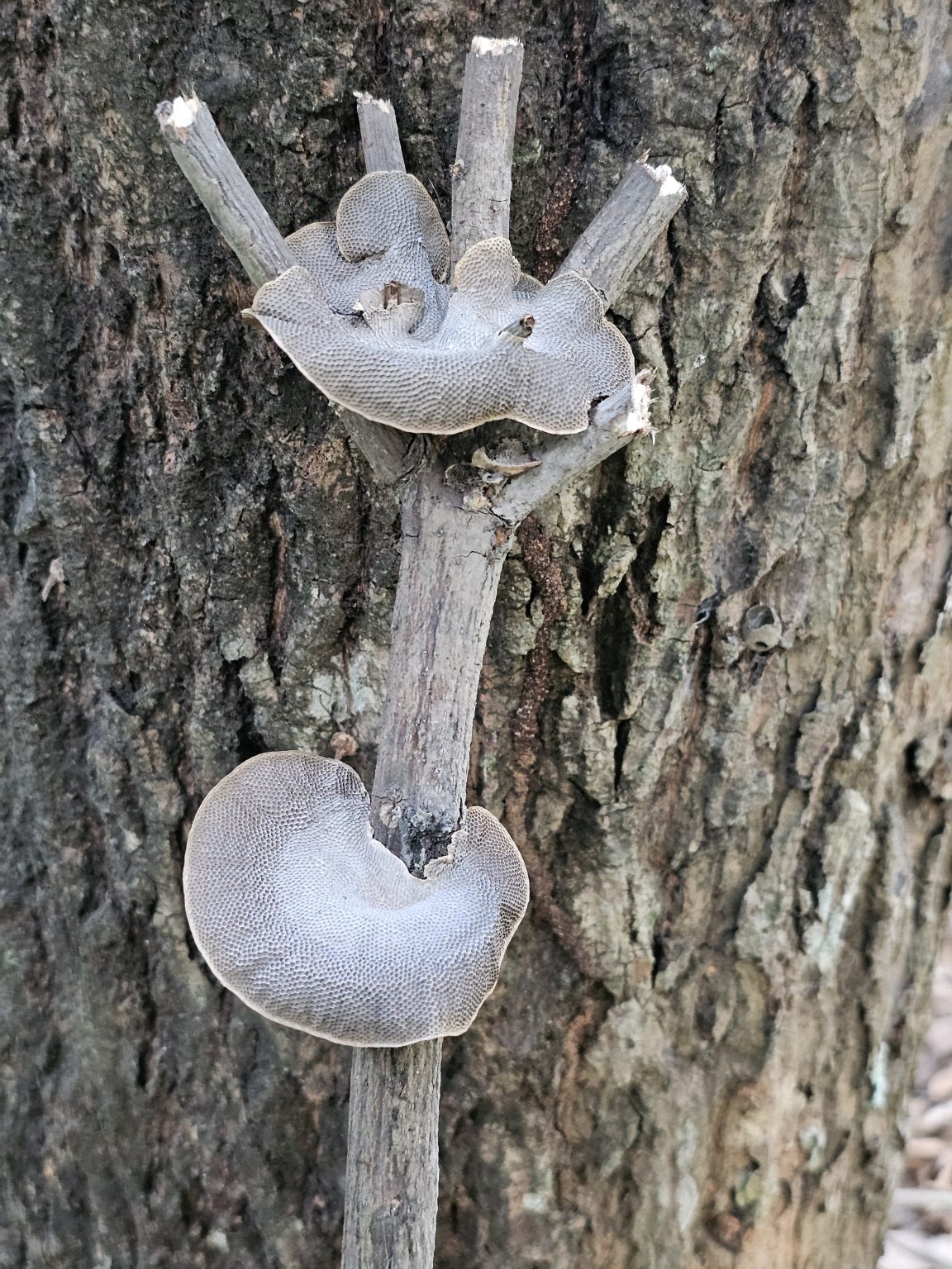 A close-up of a mango tree trunk with a small, forked branch attached to it. On this branch, two bracket fungi (possibly from the Polypore family) are growing.