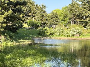 A tranquil pond surrounded by lush green grass and trees. There is a wooden bridge in the background, partially obscured by flowering bushes. The sky is clear and bright, enhancing the peaceful, natural setting.