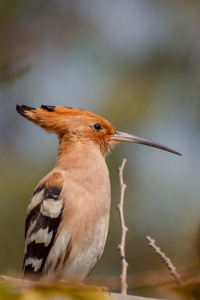 A close-up of a Eurasian hoopoe bird with a distinctive orange crest, pale pinkish-brown body, and black-and-white patterned wings, perched on a branch against a blurred natural background.