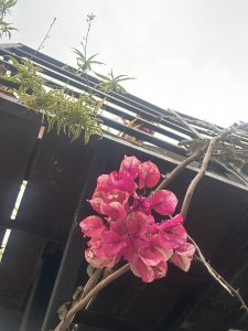 Pink bougainvillea flowers hanging from a vine against a background of a dark metal structure and light sky.
