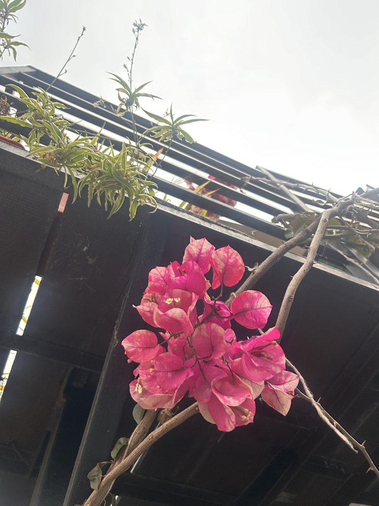 Pink bougainvillea flowers hanging from a vine against a background of a dark metal structure and light sky.