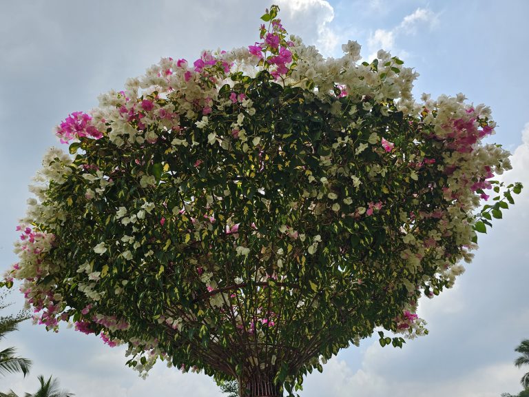 A bougainvillea tree with a mix of pink and white flowers creates a vibrant and colorful display against a backdrop of a partly cloudy sky. The tree’s dense foliage and blossom arrangement form a rounded shape, highlighting its ornamental appeal. Captured from an amusement park in Kozhikode, Kerala.