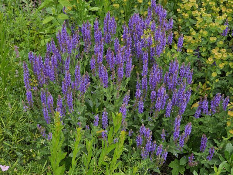 A cluster of purple Salvia nemorosa flowers surrounded by green and yellow foliage, from the garden of Vy?ehrad Castle in Prague.