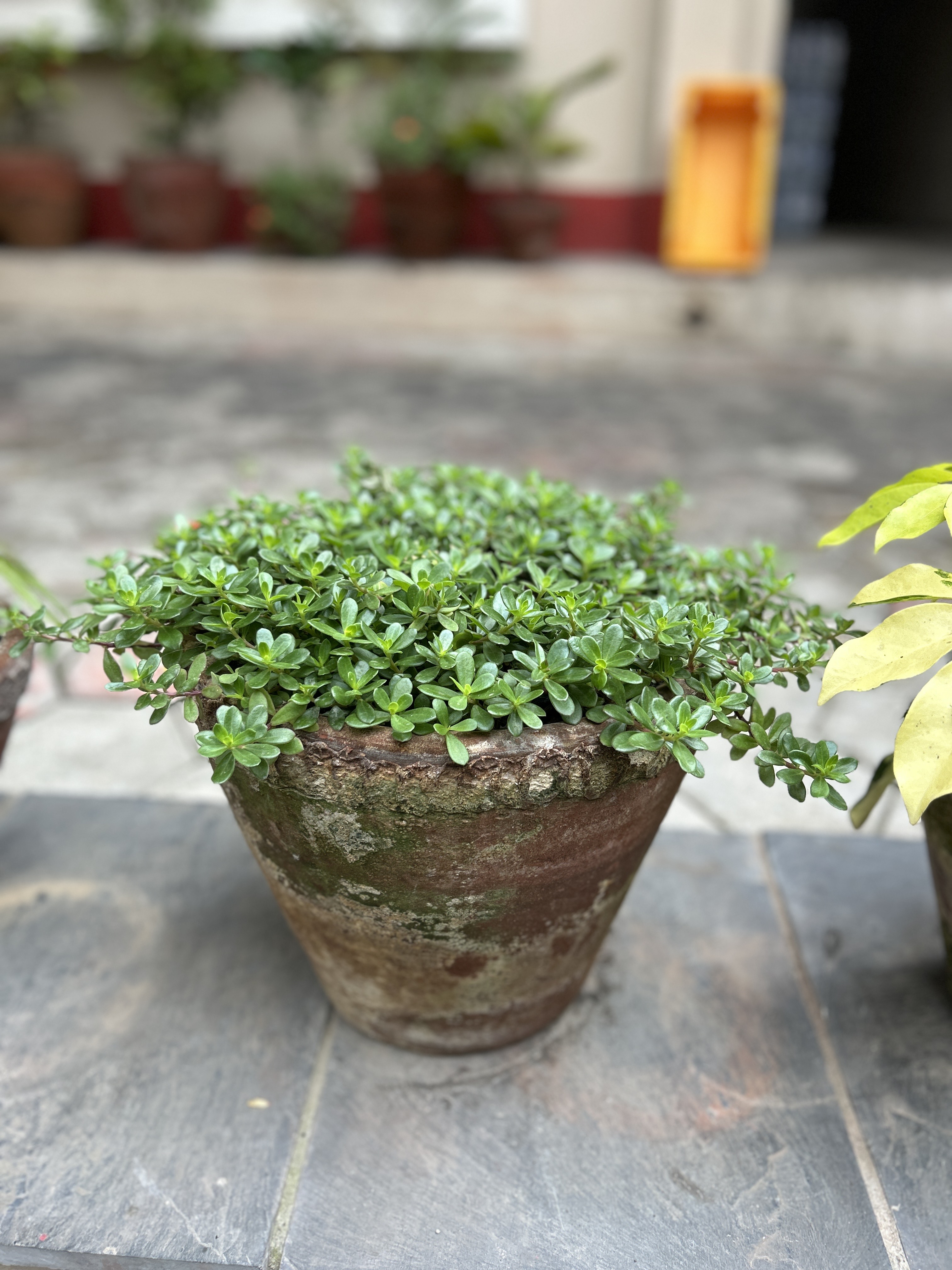 A rustic terracotta pot filled with lush green foliage sits on a stone surface with a blurred background of additional pots and plants.