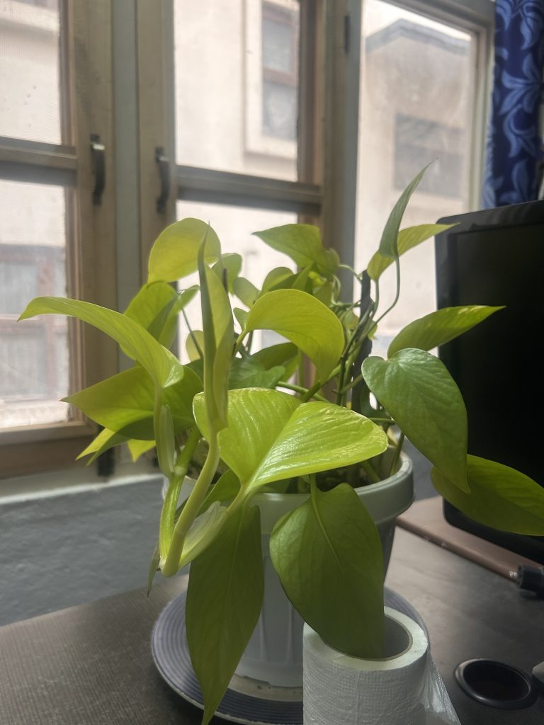 A potted plant with vibrant green leaves placed on a table near a window, with natural light filtering in.