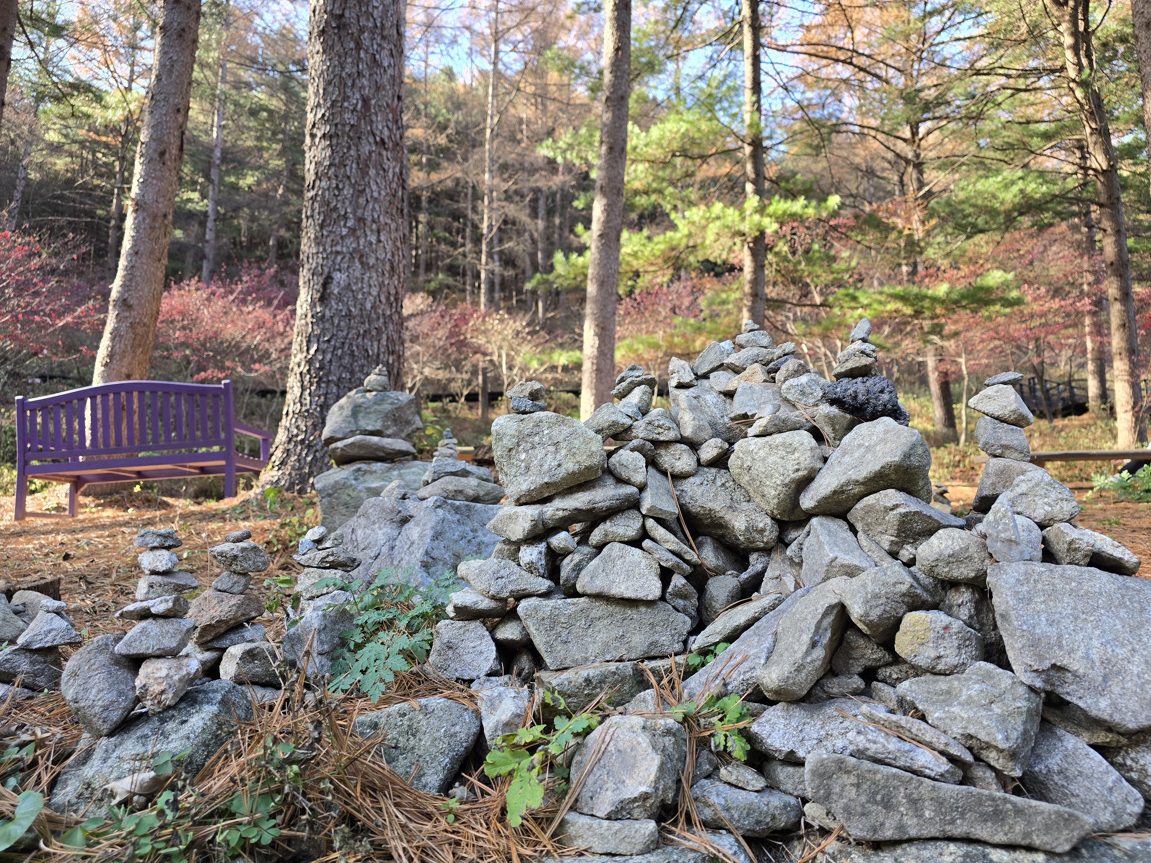 A group of carefully stacked rocks, forming small cairns, set in a wooded area with tall trees and undergrowth. A purple wooden bench is visible in the background among the trees, and sunlight filters through the branches, creating a serene outdoor atmosphere.