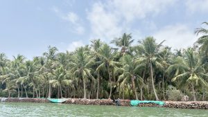 Dense cluster of coconut palm trees behind a stone barrier along the shoreline, with green tarps covering parts of the rocks and gentle green water in the foreground under a partly cloudy sky.