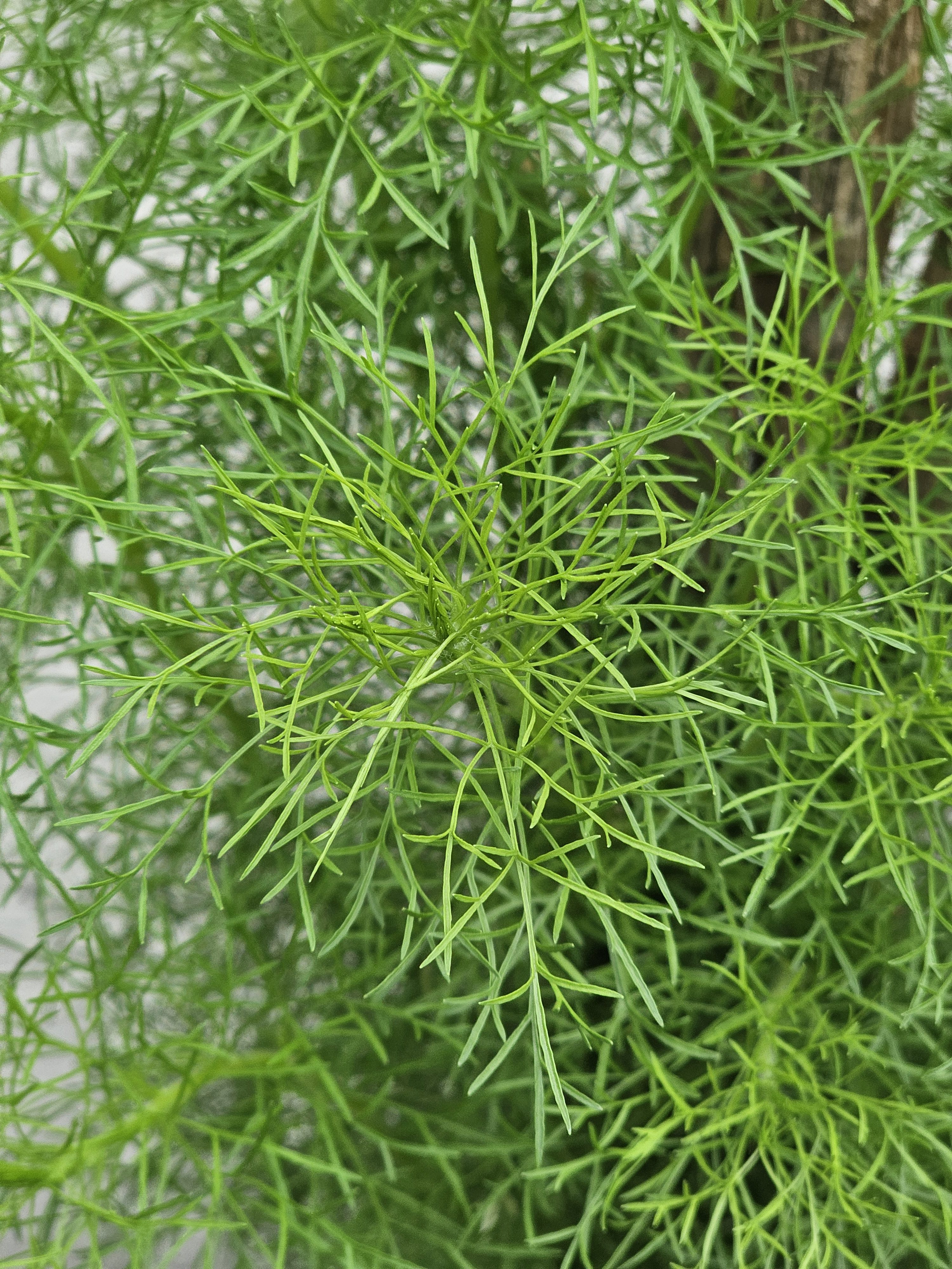 A close-up of a vibrant green dill plant, with its feathery leaves creating a dense and textured appearance. The fresh, bright color and intricate leaf structure highlight the plant's natural beauty and detail. Captured from my aunt’s garden in Kozhikode, Kerala.