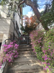 A wooden staircase leads upward, flanked by vibrant pink flowers on either side. Above, a tree stretches over the scene, providing shade, while a mix of green and autumn-colored leaves can be seen in the background