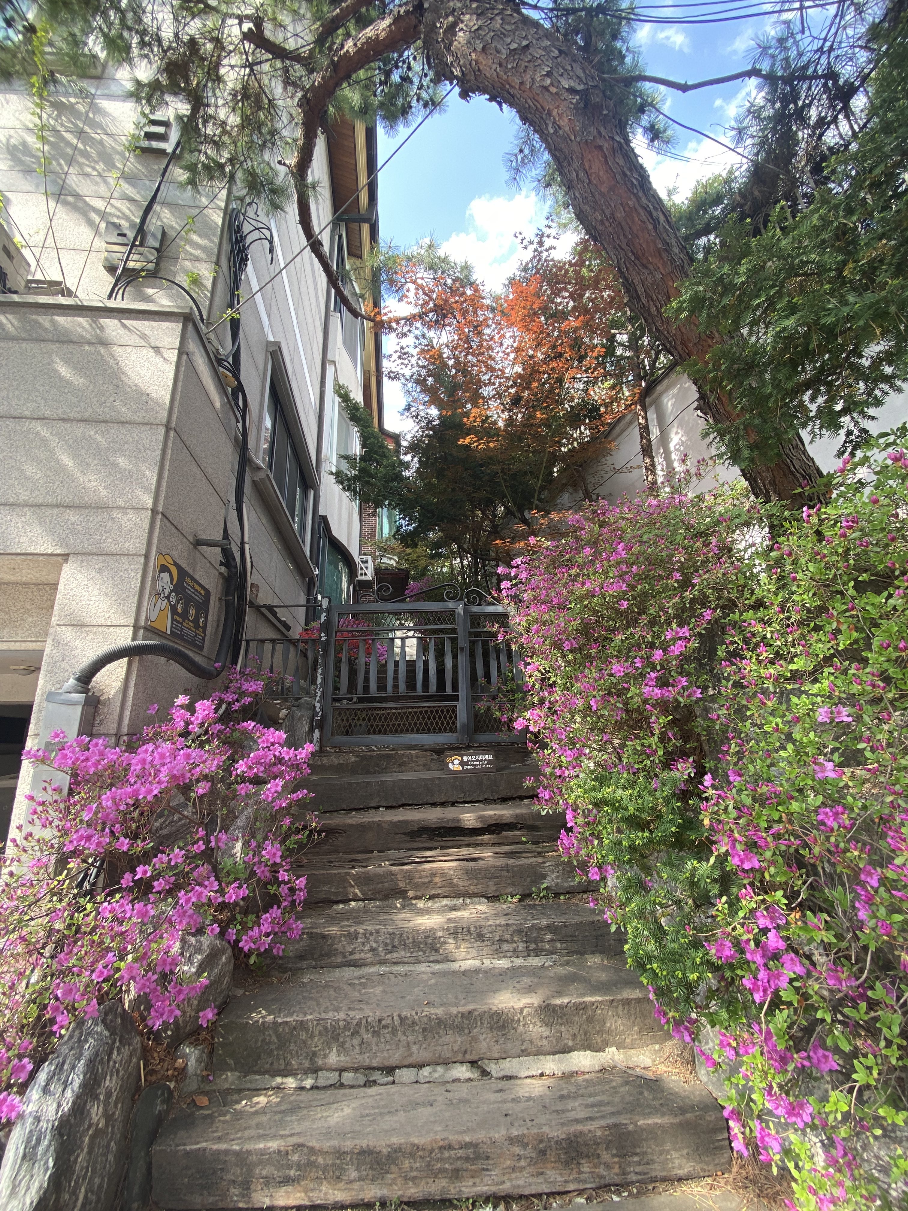 A wooden staircase leads upward, flanked by vibrant pink flowers on either side. Above, a tree stretches over the scene, providing shade, while a mix of green and autumn-colored leaves can be seen in the background