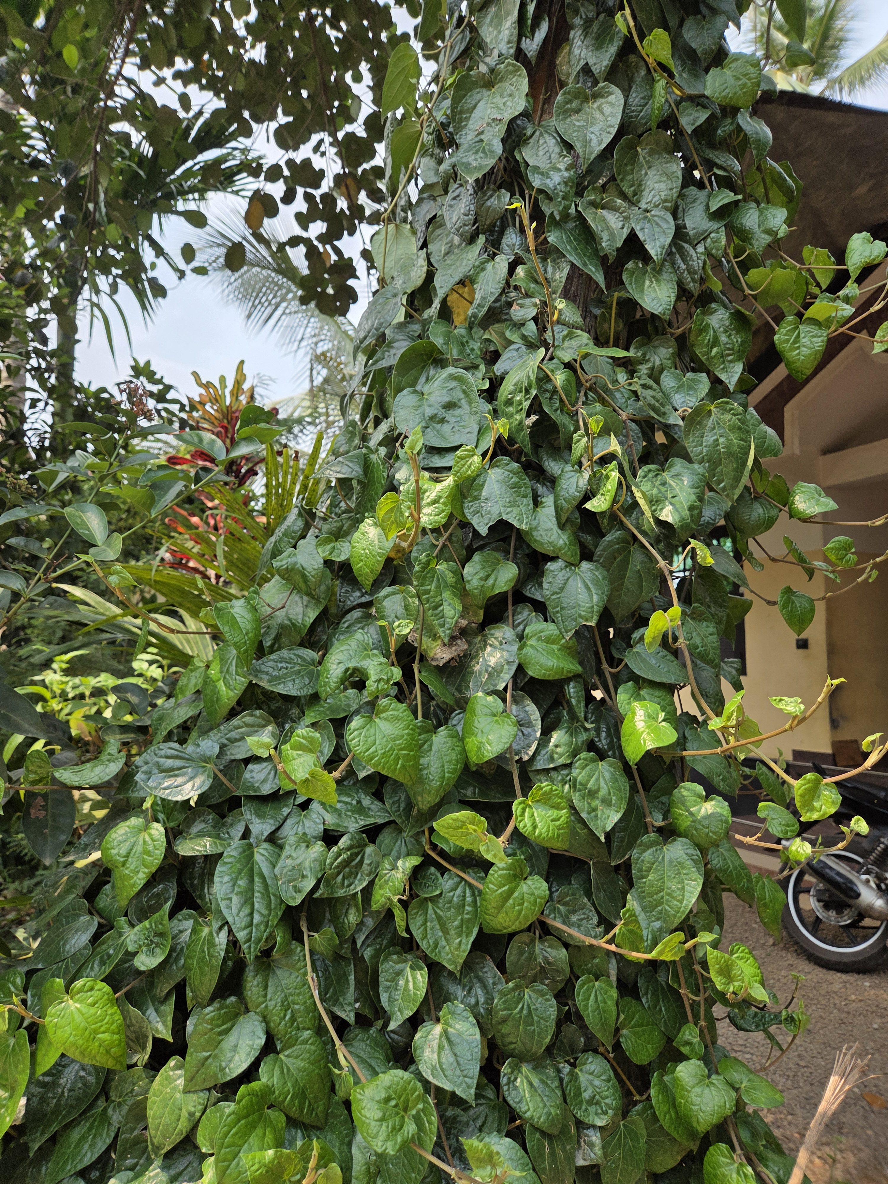 A tree trunk covered in lush, green climbing vines with heart-shaped leaves, surrounded by dense foliage and plant life. A motorcycle is partially visible in the background.