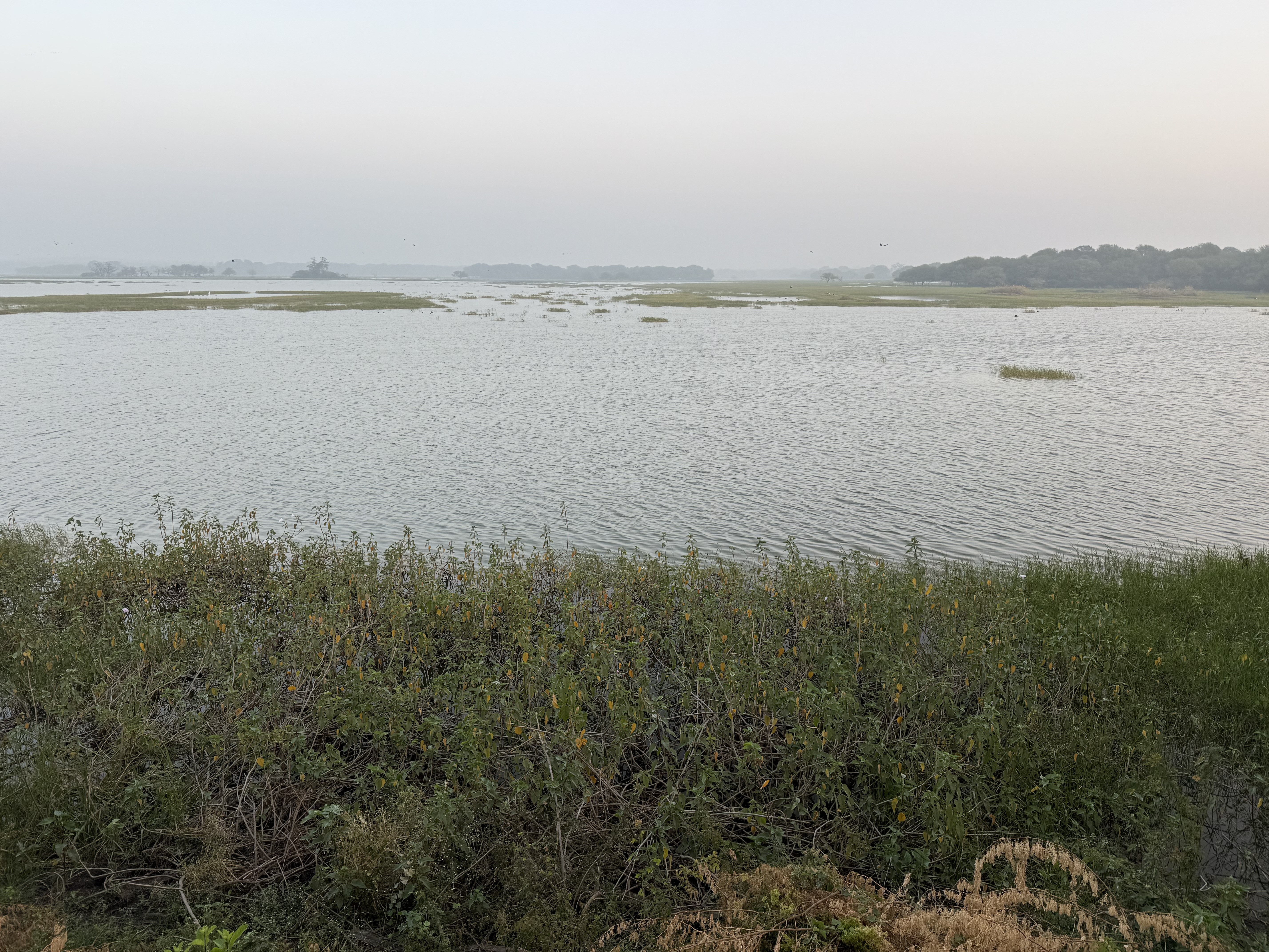 A calm, misty river landscape with scattered greenery, still water, and distant trees under a grey sky.