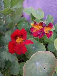 Two vibrant red nasturtium flowers with yellow centers among green leaves, with a purple wall in the background