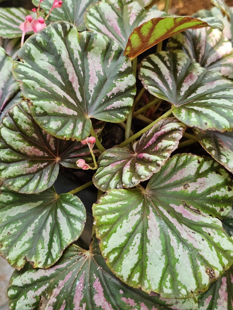 A Rex Begonia, also known as a painted-leaf begonia, is characterized by its large, asymmetrically patterned leaves with a mix of green, silver, and pink hues. It also features delicate pink flowers on thin stems, adding a subtle contrast to the bold foliage. Captured from my cousin’s garden in Kozhikode, Kerala.