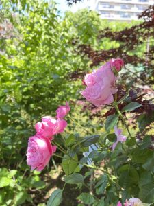 A close-up view of pink roses in a lush garden setting. The flowers display varying stages of bloom, including fully open blossoms and tightly budded flowers.In the background, there are hints of greenery and an apartment building, suggesting an urban garden space.