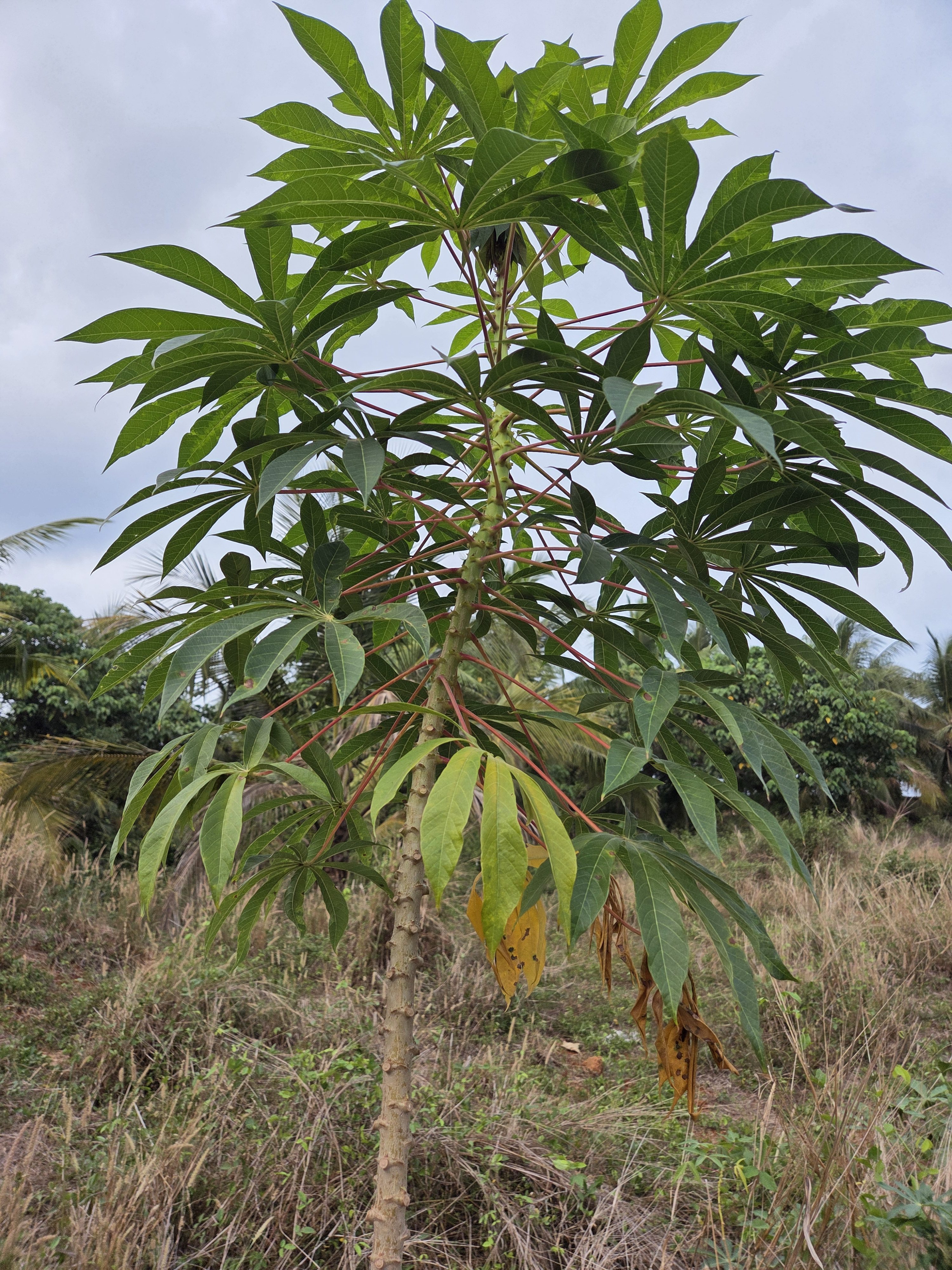 Tapioca tree with green leaves and a few yellowing lower leaves, set against a backdrop of vegetation and a cloudy sky.