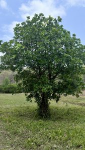 A tall, leafy tree standing alone on a grassy field under a partly cloudy blue sky. The tree has a full, rounded canopy of dense green leaves and a single sturdy trunk. The background shows open grassland bordered by more trees in the distance.