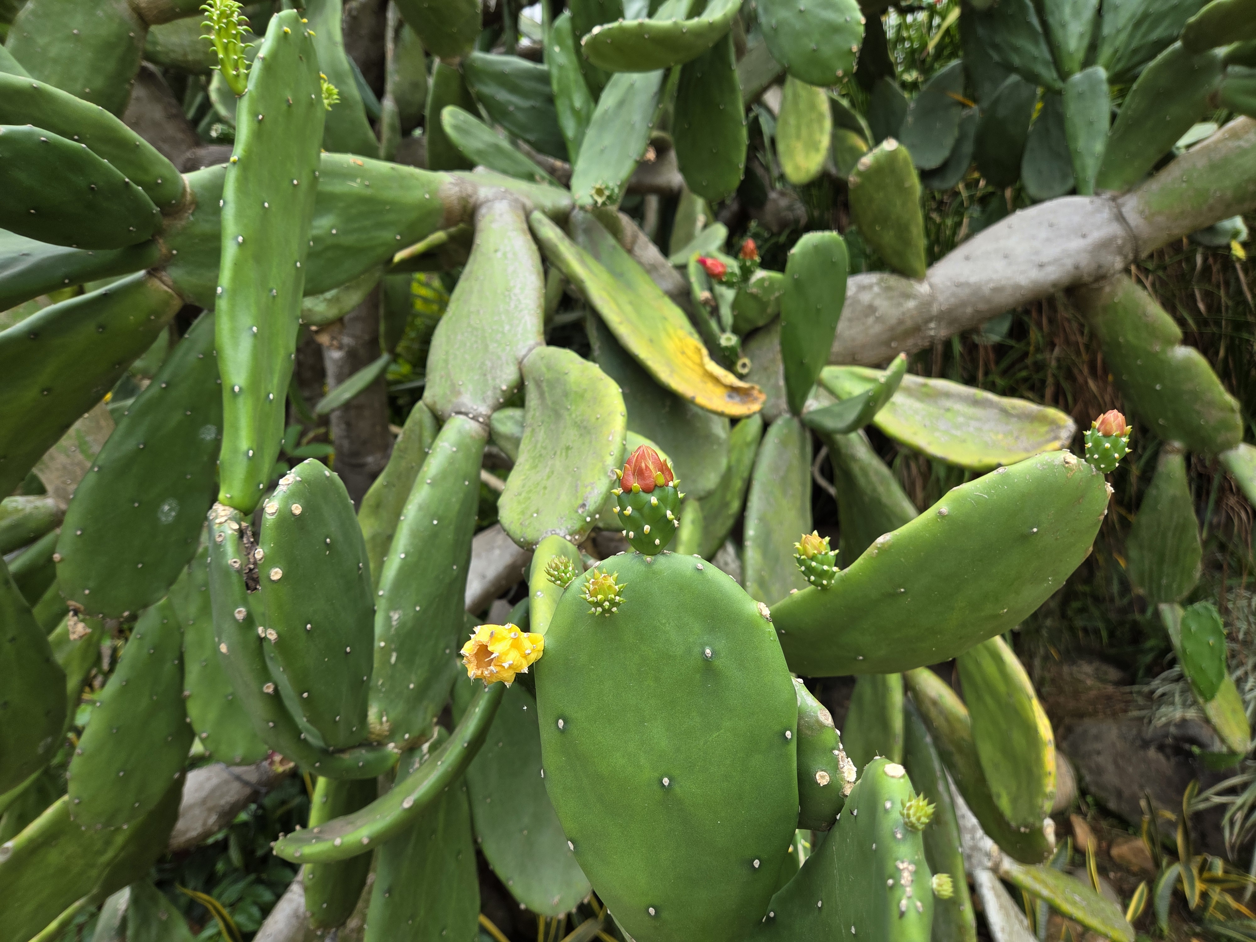 Close-up of a large prickly pear cactus with flat green pads, small spines, and several colorful flowers in shades of yellow and orange.