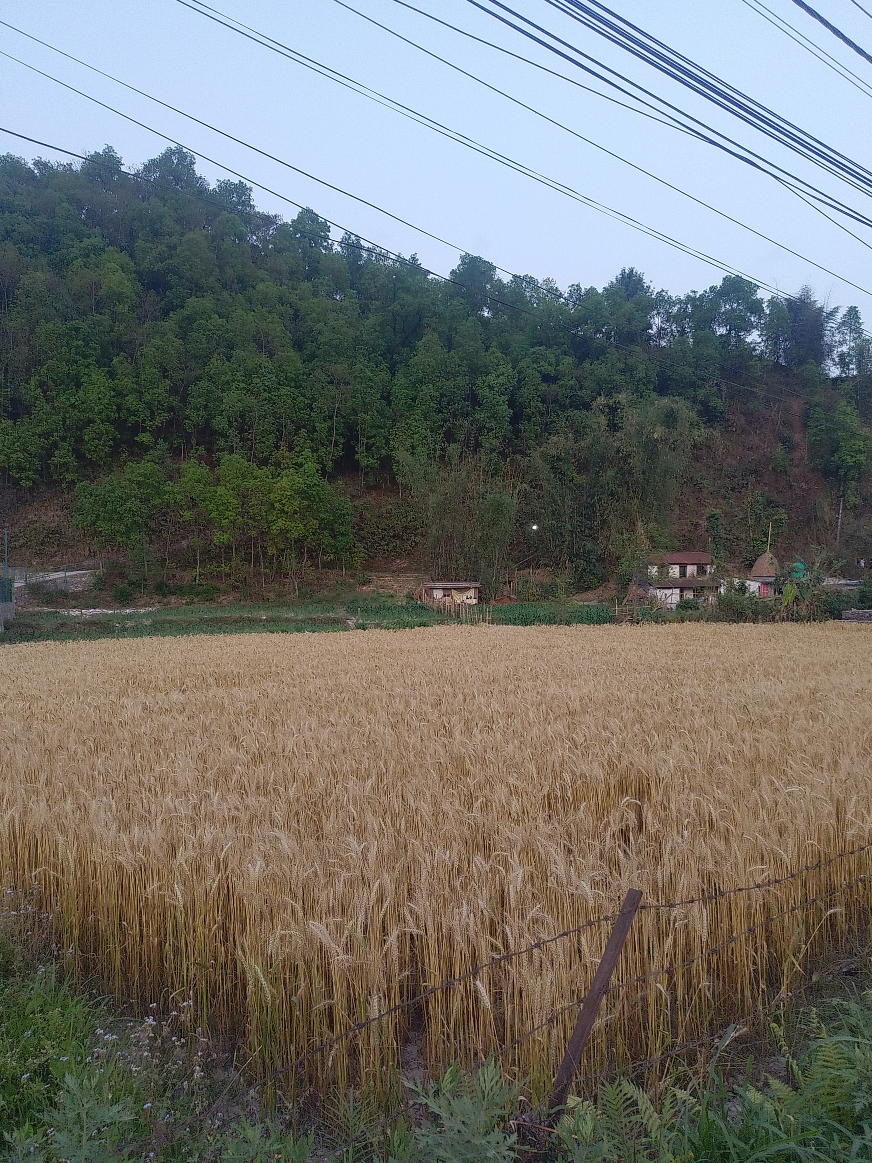 A golden wheat field in the foreground with a wire fence along the edge, set against a backdrop of lush green trees on a hillside and a clear sky overhead. Small structures are visible at the base of the hill.