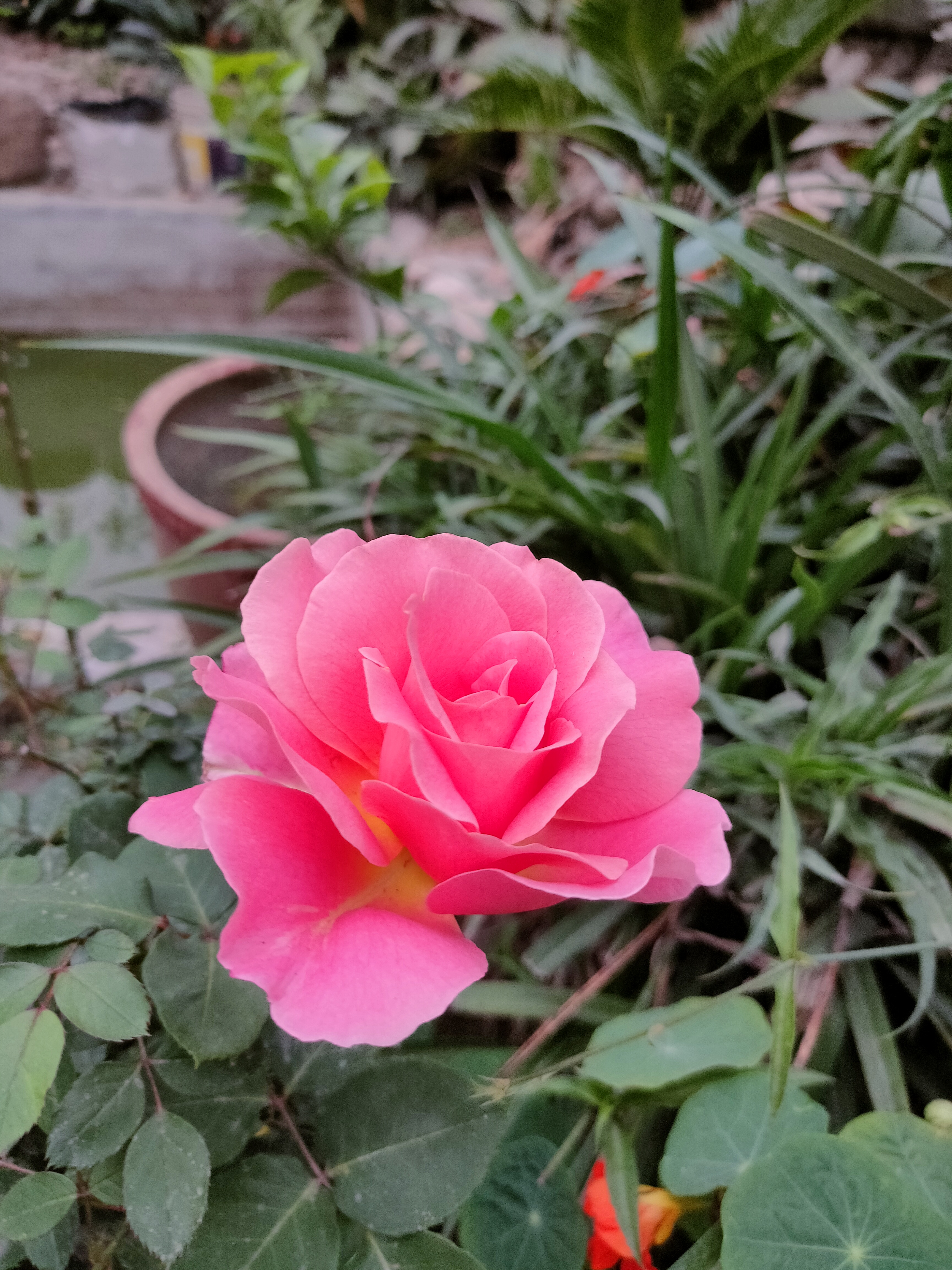 A pink rose for love, grace, and gentle beauty. #WCNP2025
