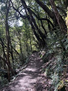A narrow dirt trail winds through a dense forest with tall trees arching overhead. 