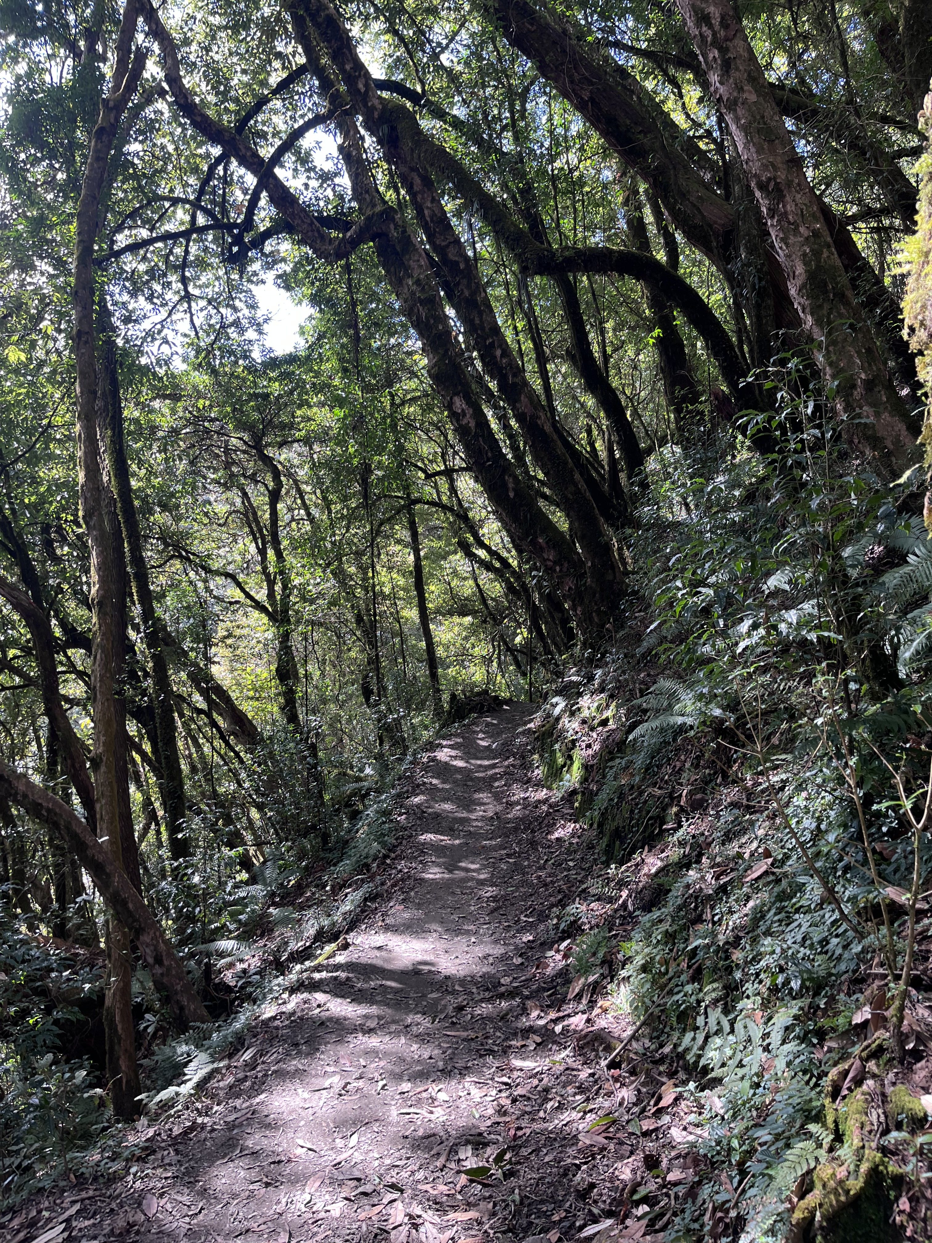 A narrow dirt trail winds through a dense forest with tall trees arching overhead.