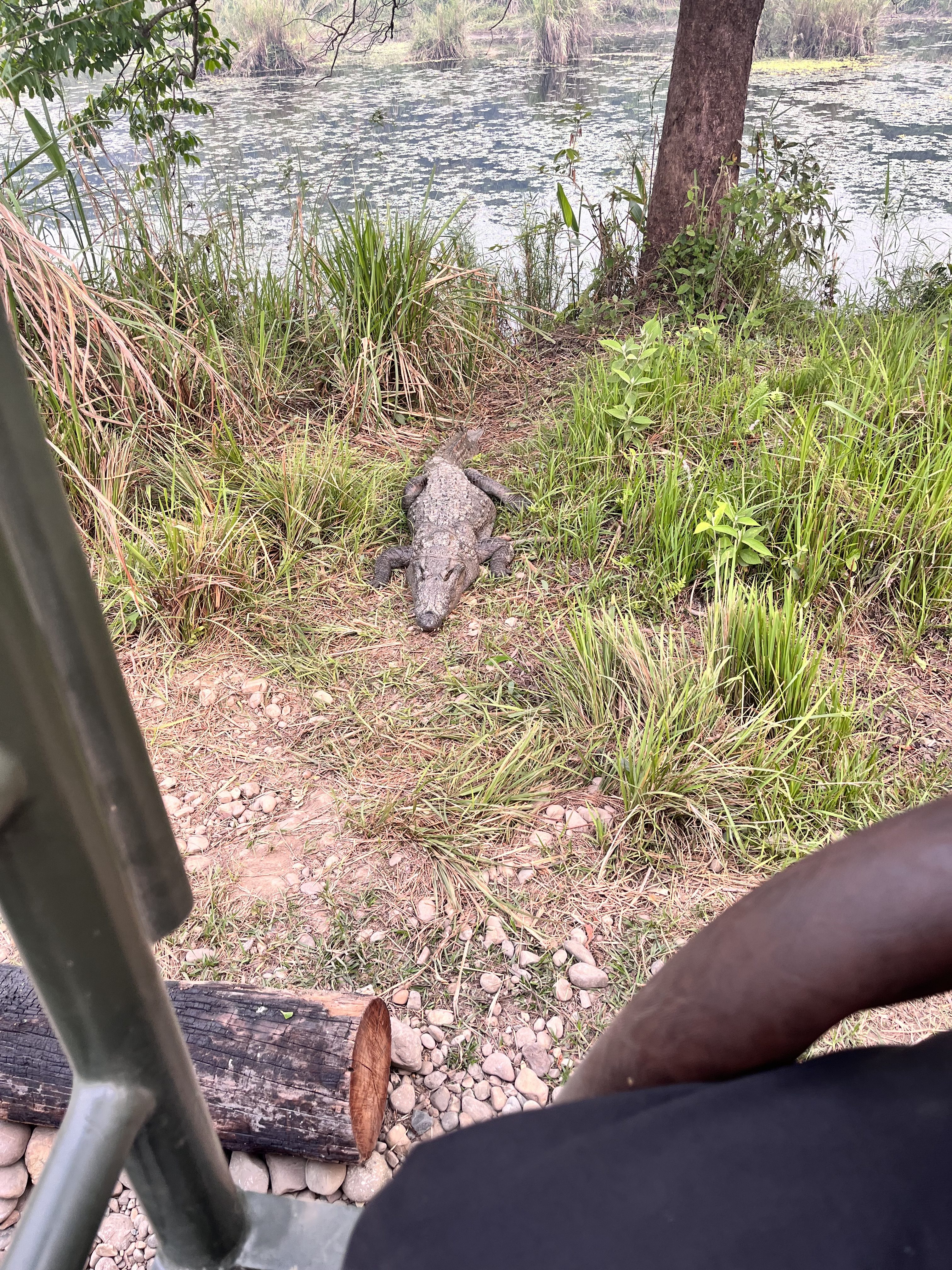 A crocodile lying on the grass near the edge of a pond, with a tree trunk nearby. The photo is taken from a vehicle, partially visible in the foreground.