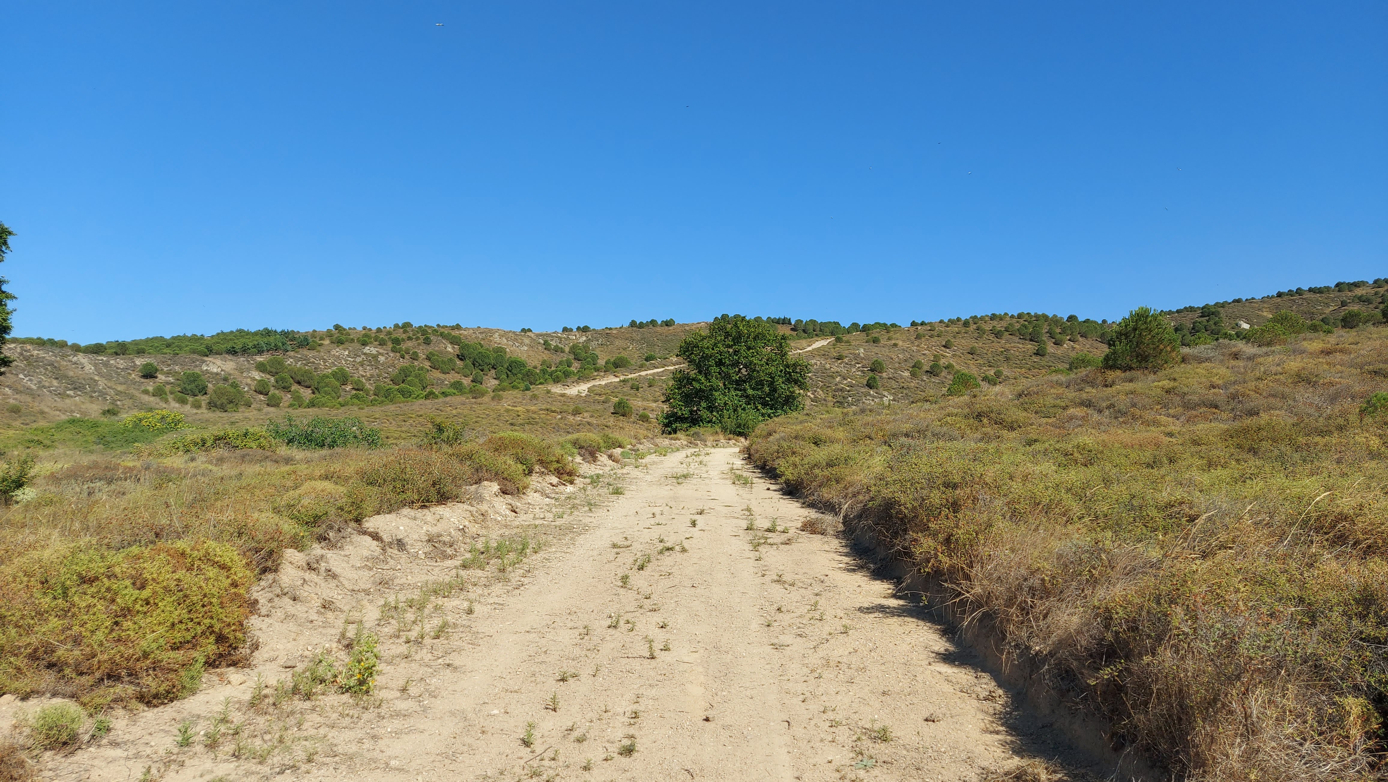 A dirt path runs through a dry landscape with low shrubs and hills in the background under a clear blue sky. A solitary tree stands in the distance along the path.