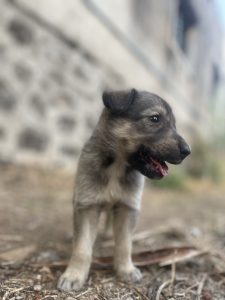 A young brown and gray puppy standing on a dirt surface with a blurred background of a stone wall and foliage. 