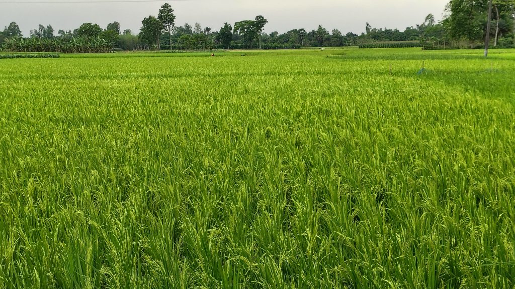 A lush green field of rice plants under a cloudy sky with trees lining the horizon.