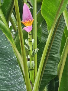 A Musa ornata, also known as an ornamental banana or flowering banana, features a vibrant pink flower bract and developing green fruits. The plant is surrounded by lush green leaves, some with water droplets, highlighting its tropical nature. Spotted it at Malabar Botanical Garden, Kozhikode, Kerala.
