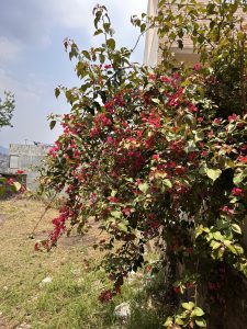 A vibrant bougainvillea plant with lush green leaves and clusters of bright pink flowers climbs up the side of a building.
