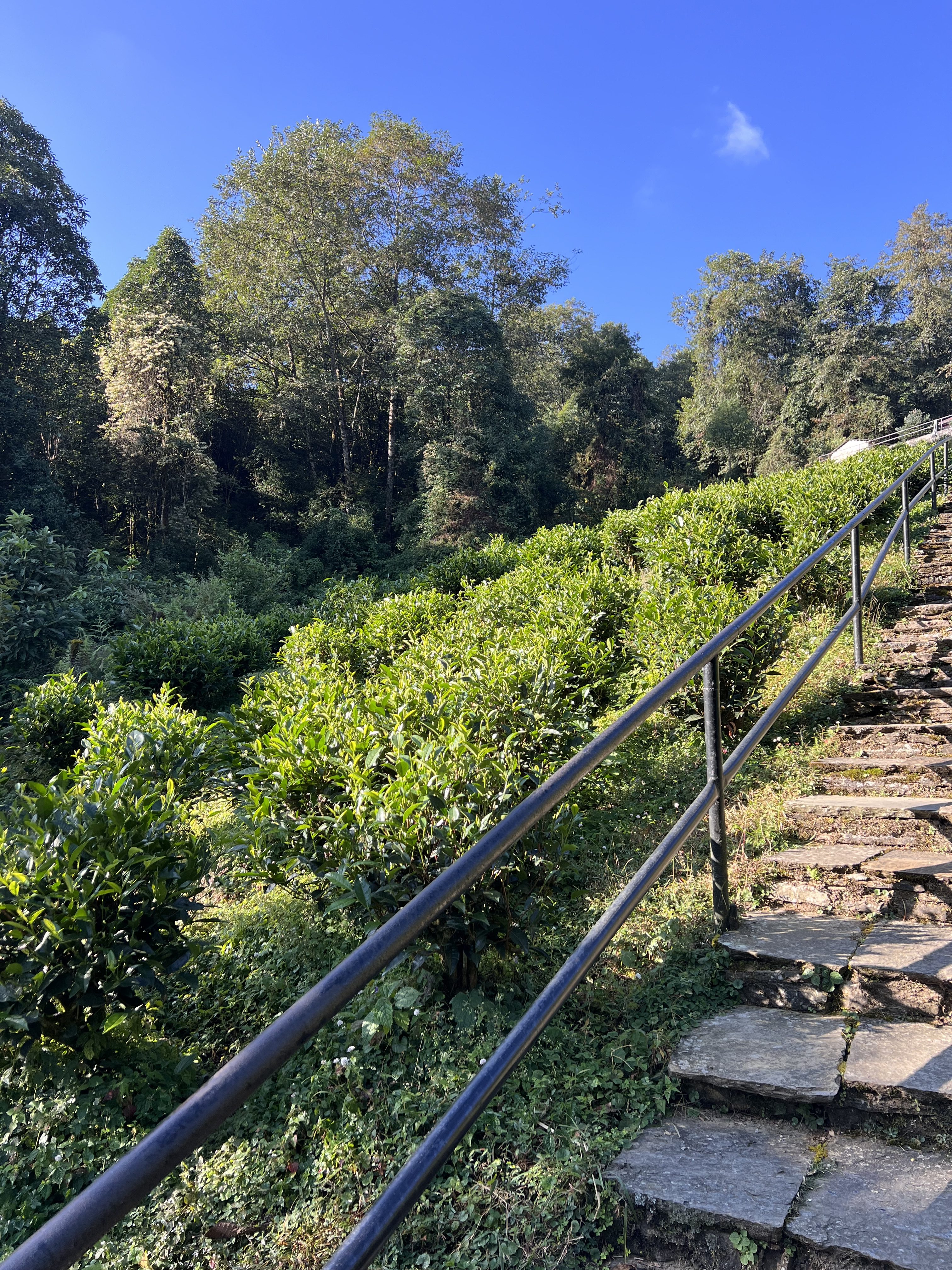 A steep stone staircase leads upward through a lush green landscape, bordered by neatly trimmed shrubs. Tall trees with vibrant foliage rise in the background, contrasting with the clear blue sky above.