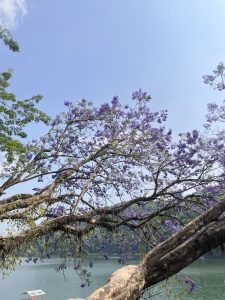 A flowering tree with vibrant purple blossoms stretches its branches across a clear blue sky. 