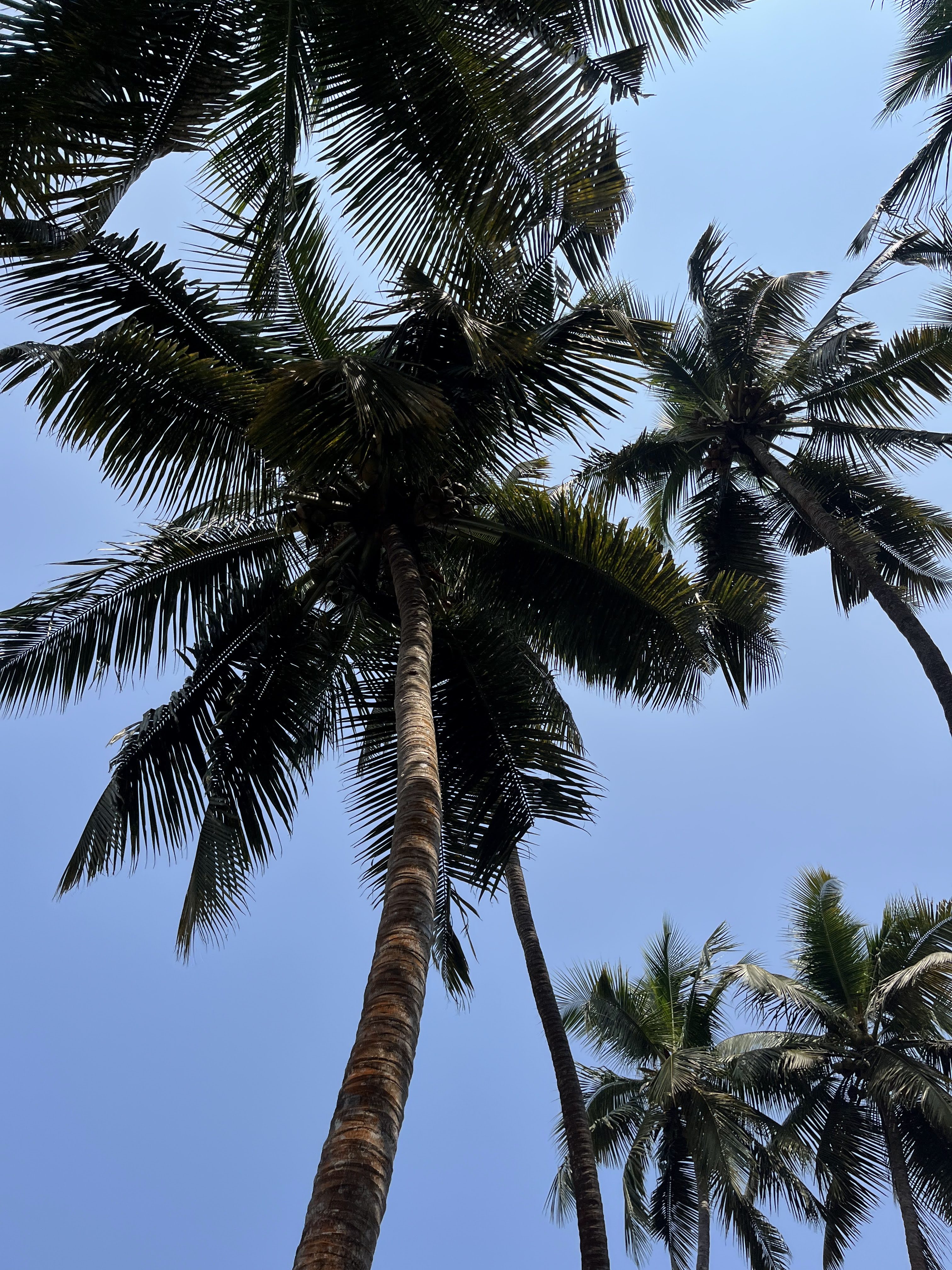 Coconut trees viewed from below against a clear blue sky.