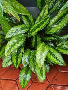 A lush plant with long, glossy green leaves featuring light green and white variegation, set against a background of hexagonal terracotta floor tiles.