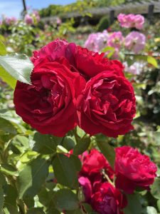 A close-up of vibrant red roses in full bloom, surrounded by green leaves, with blurred pink flowers in the background on a sunny day.