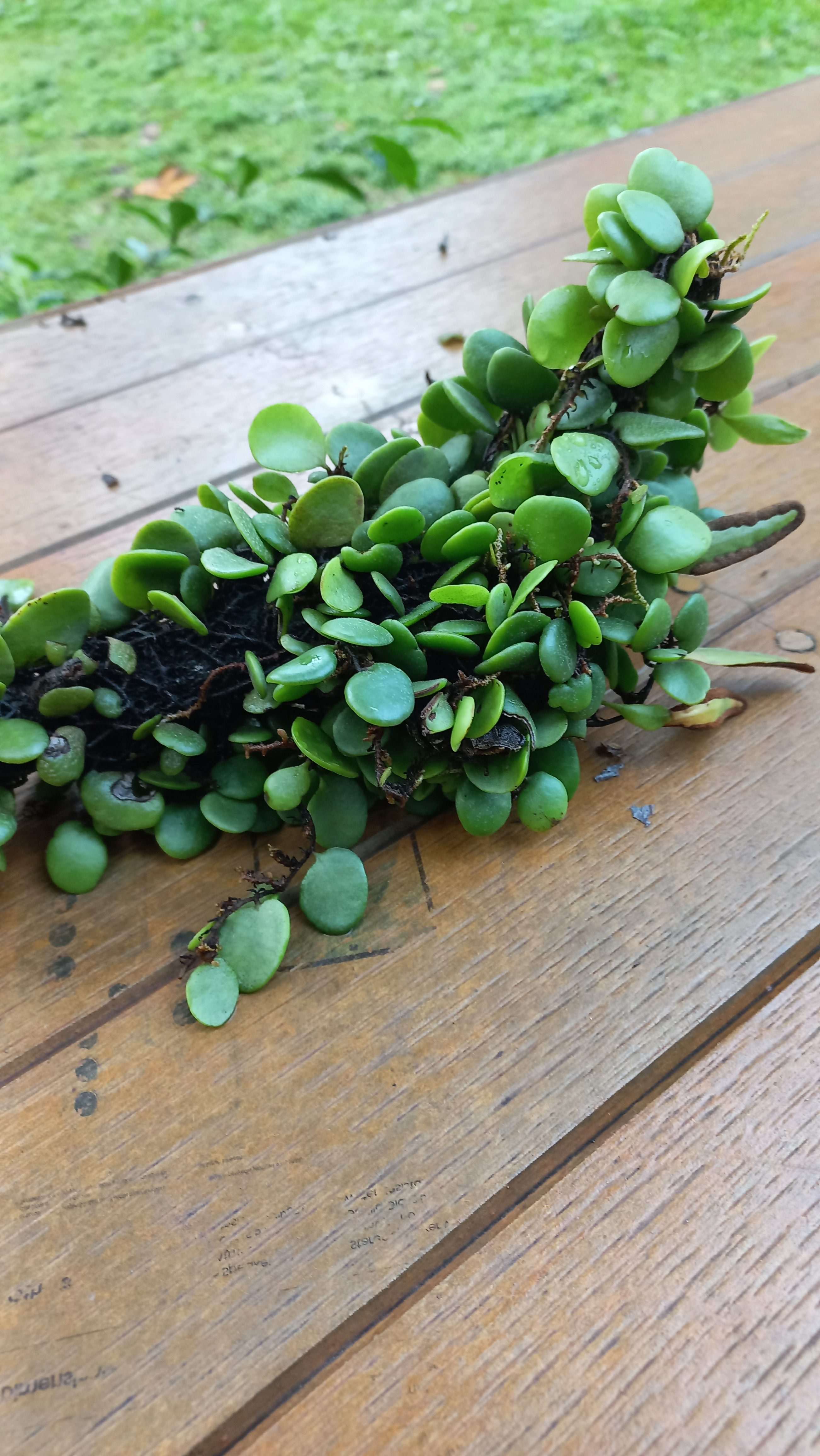 A close-up of a bunch of small, round green leaves attached to a branch, placed on a wooden surface with grassy background.