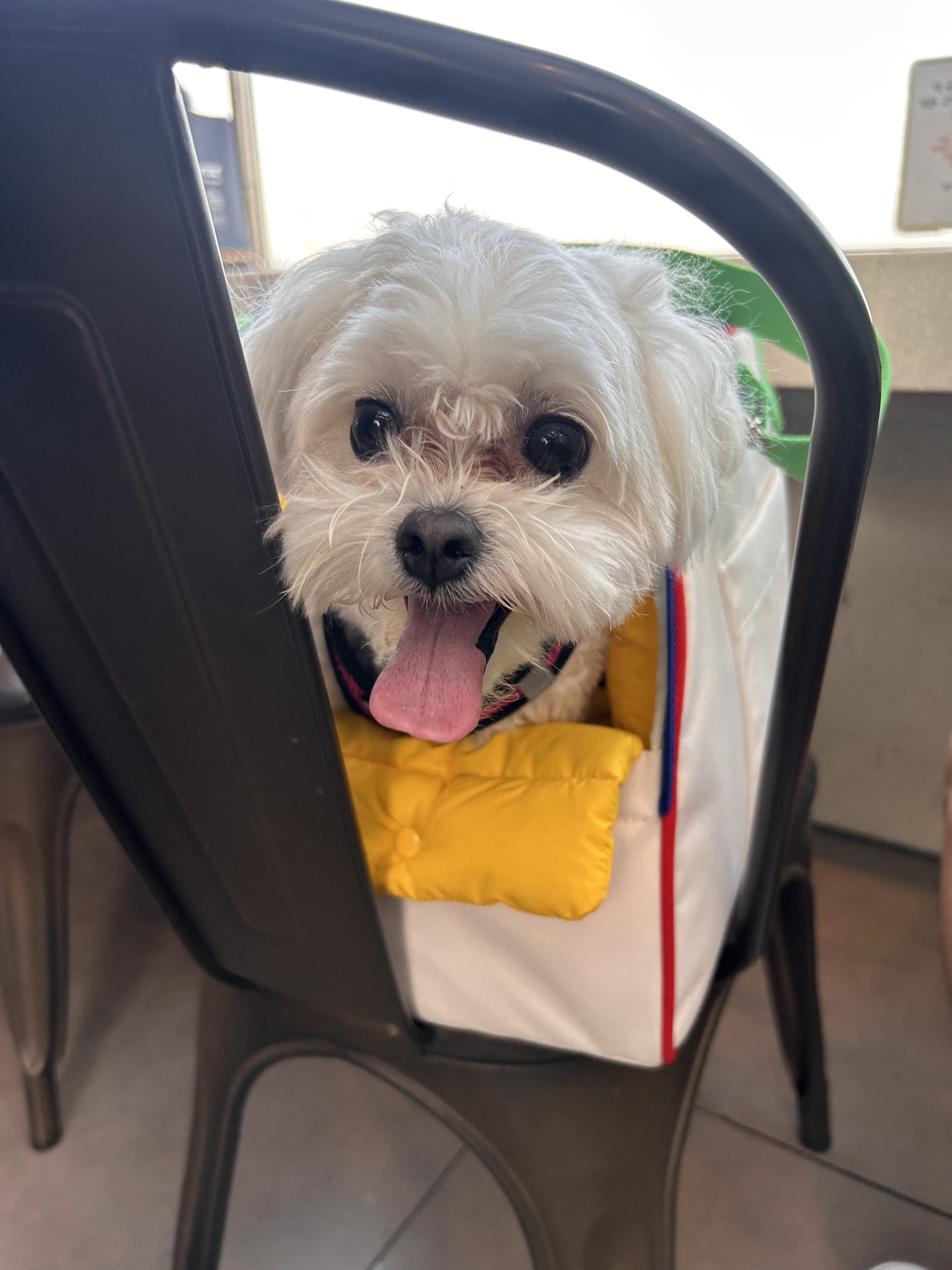A small, fluffy white dog with big, dark eyes and a lolling tongue peeks out from a colorful bag resting on a chair. 