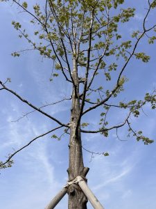 A tall tree stands against a clear blue sky, showcasing a sturdy trunk and a network of branches that stretch upward. 